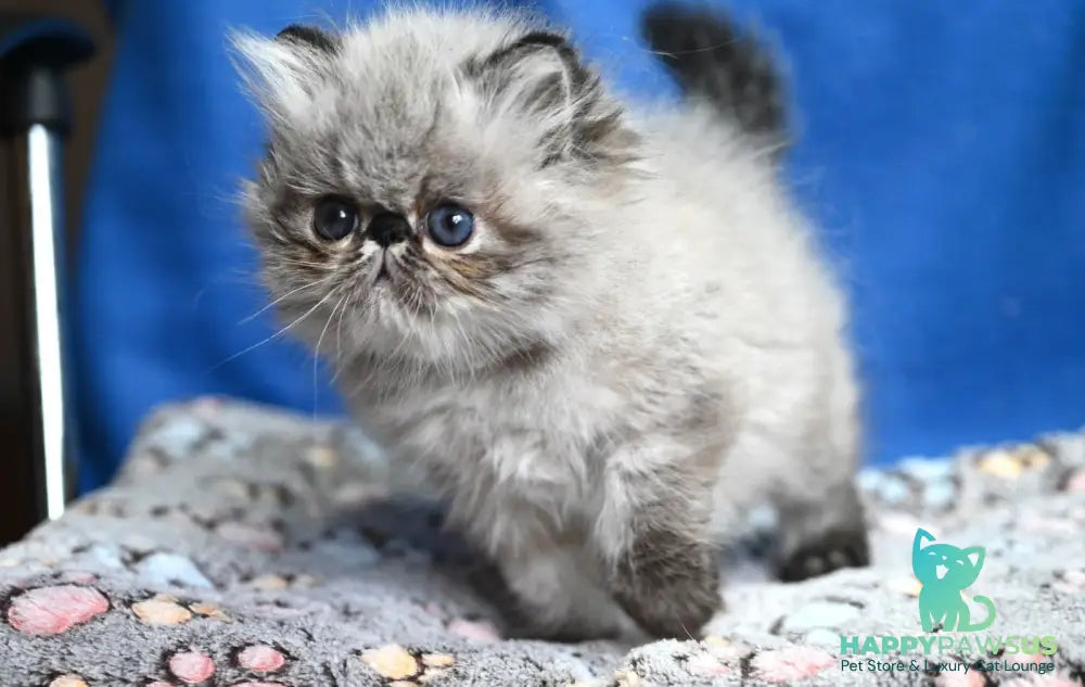 Jared Persian male black tabby pointed - live animals