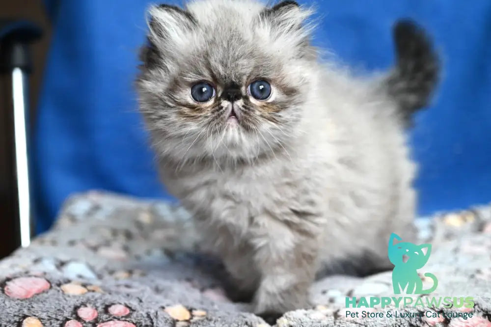 Jared Persian male black tabby pointed - live animals