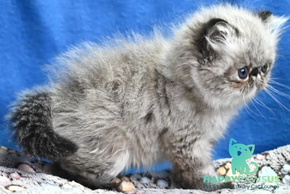 Jared Persian male black tabby pointed - live animals