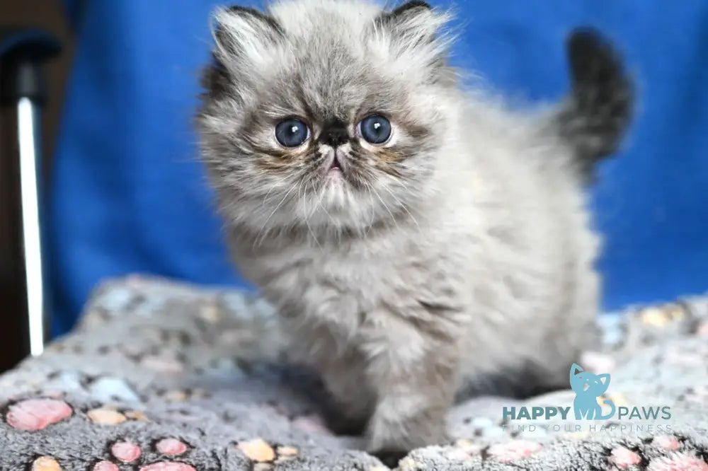 Jared Persian male black tabby pointed - live animals