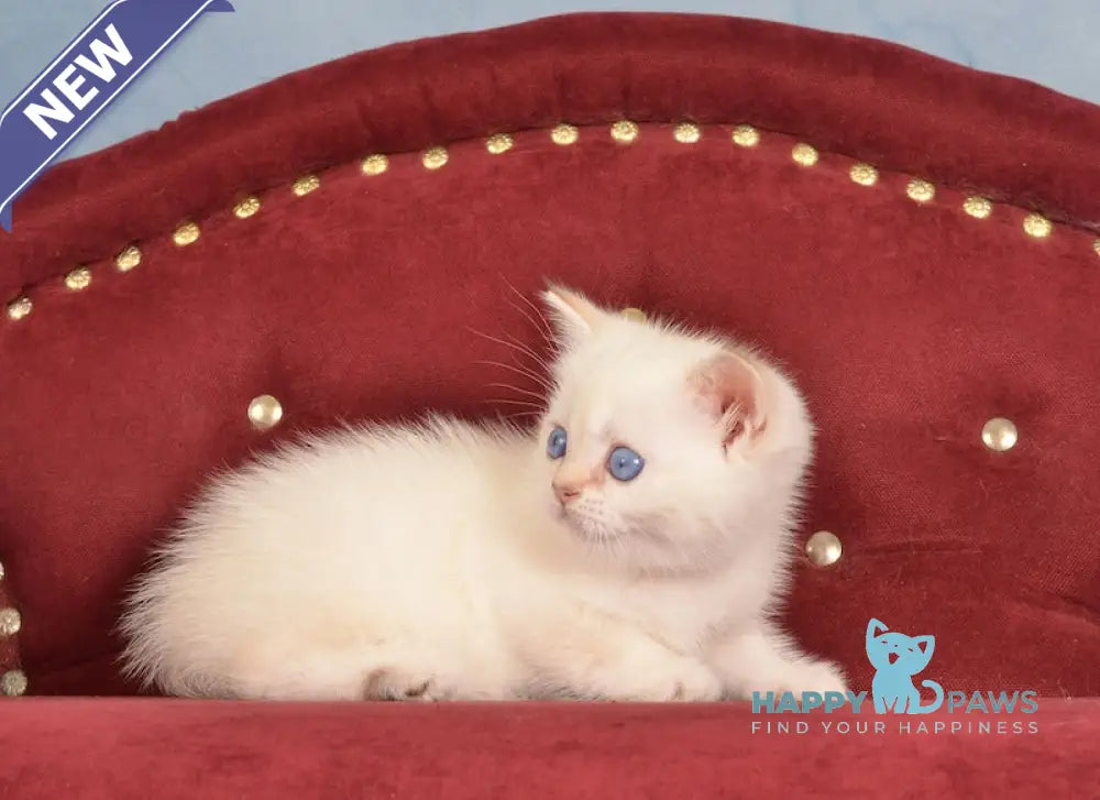 Jarold British Shorthair male chocolate golden chinchilla pointed live animals