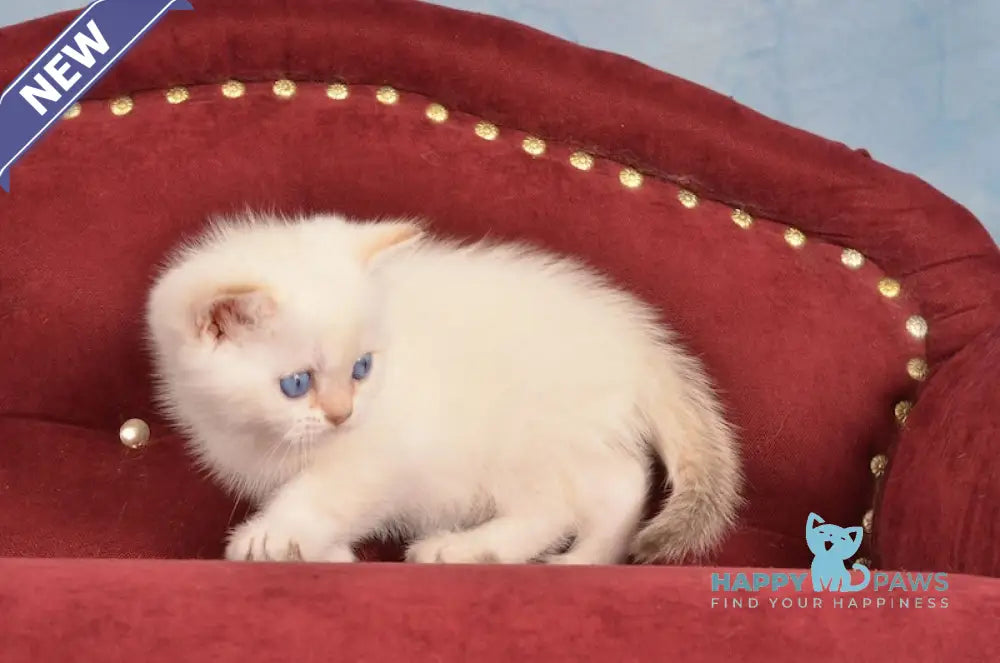 Jarold British Shorthair male chocolate golden chinchilla pointed live animals