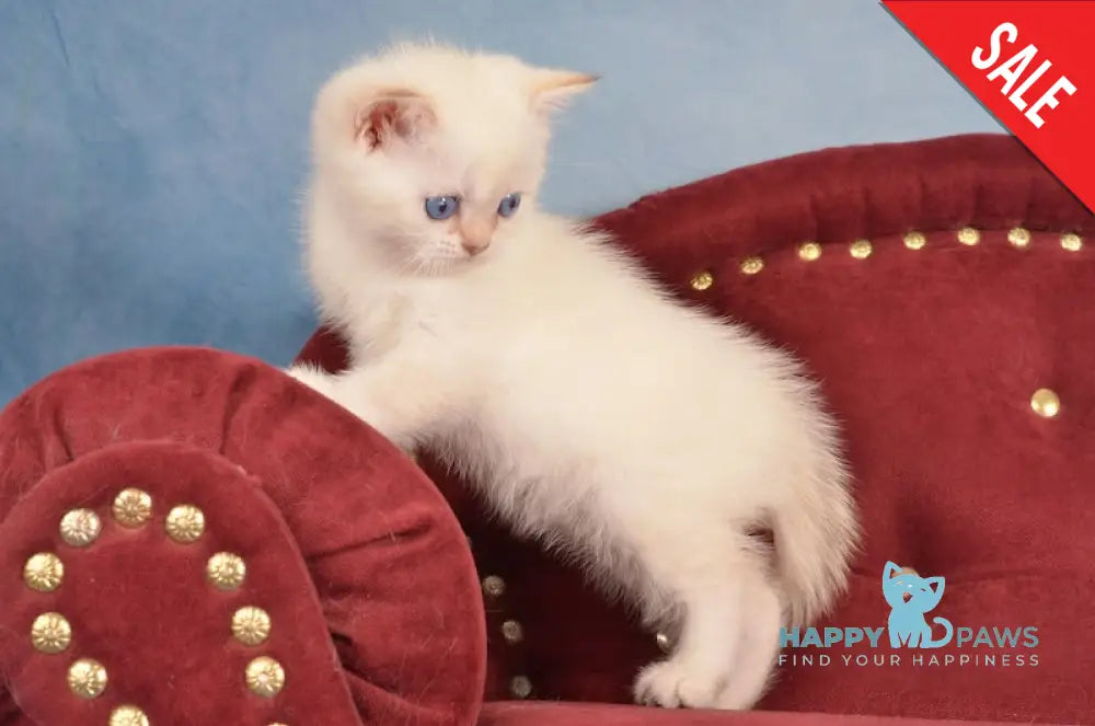 Jarold British Shorthair male chocolate golden chinchilla pointed live animals