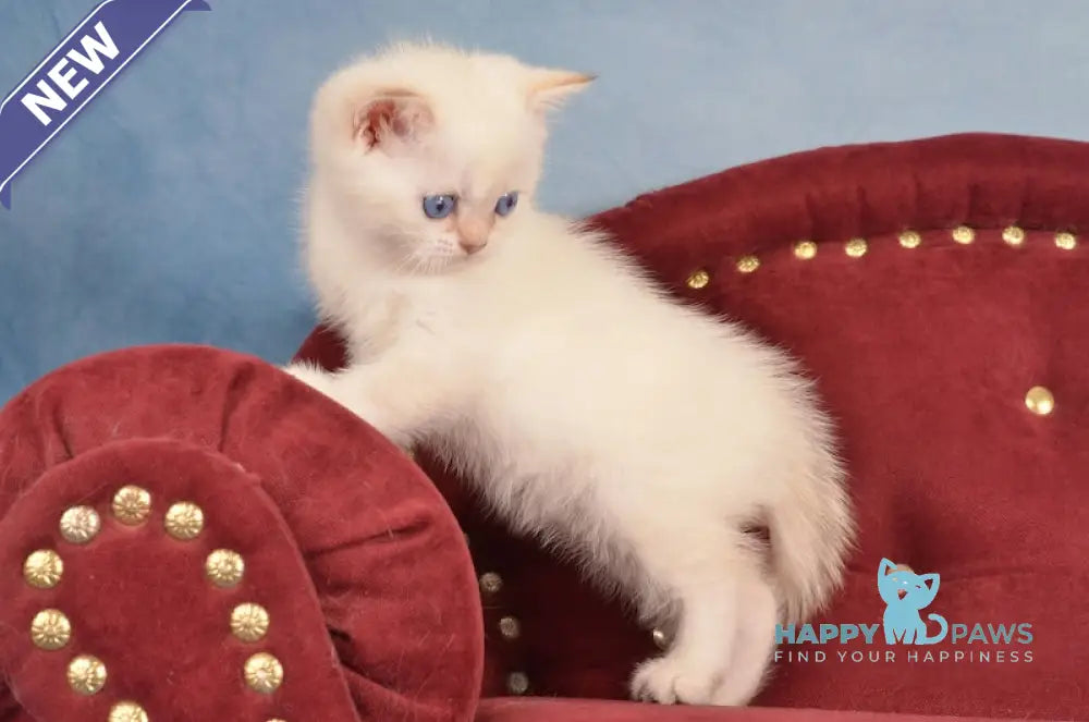 Jarold British Shorthair male chocolate golden chinchilla pointed live animals