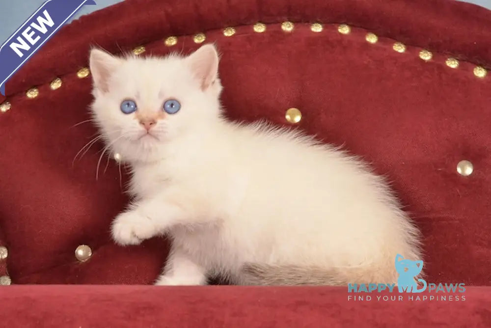 Jarold British Shorthair male chocolate golden chinchilla pointed live animals