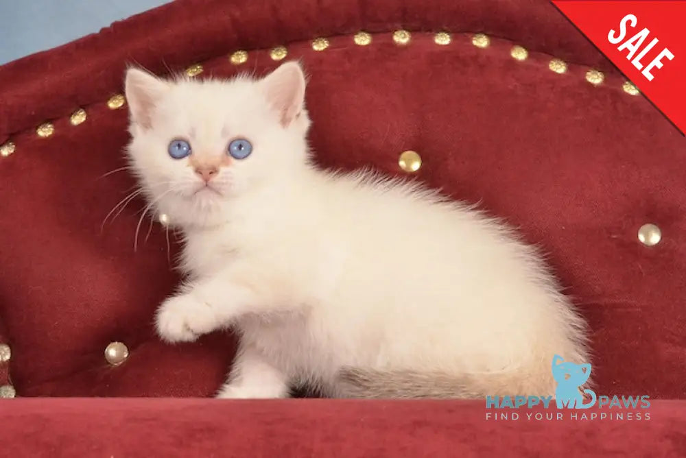 Jarold British Shorthair male chocolate golden chinchilla pointed live animals