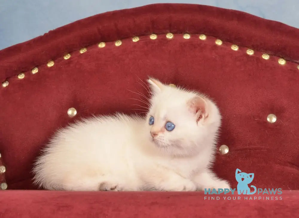 Jarold British Shorthair male chocolate golden chinchilla pointed live animals