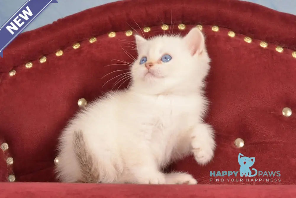 Jarold British Shorthair male chocolate golden chinchilla pointed live animals
