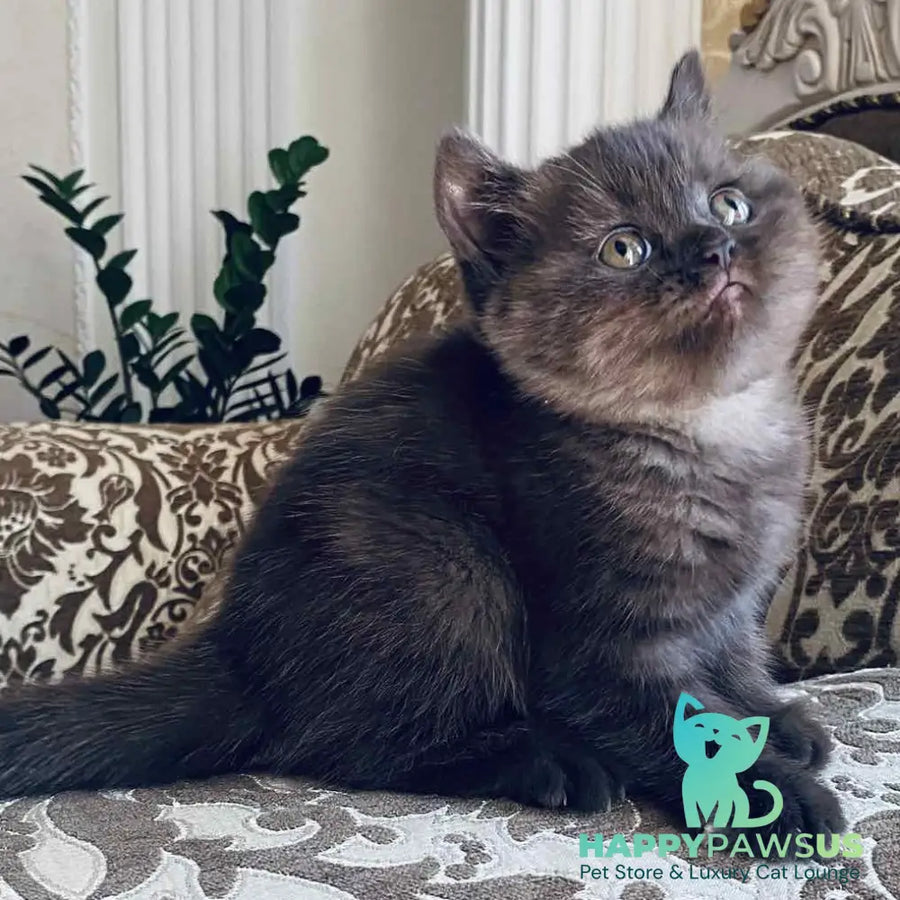 Jasmin British Shorthair female chocolate - live animals
