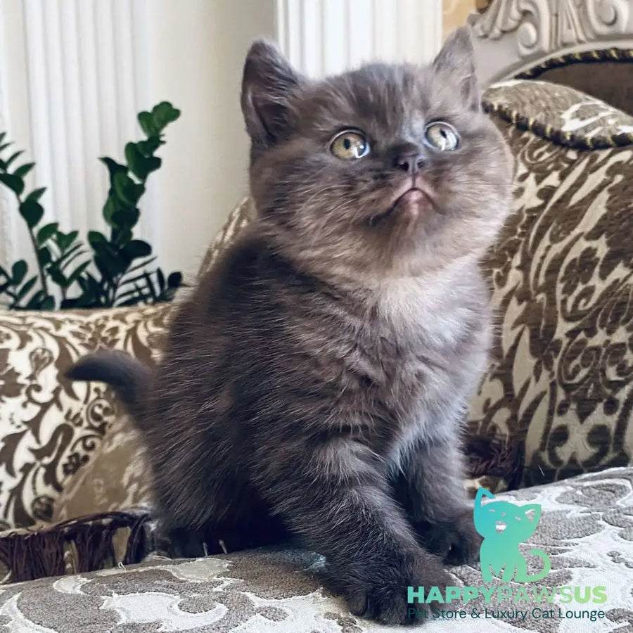 Jasmin British Shorthair female chocolate - live animals