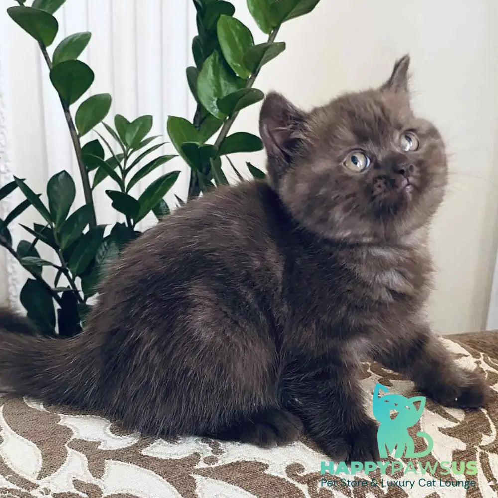 Jasmin British Shorthair female chocolate - live animals