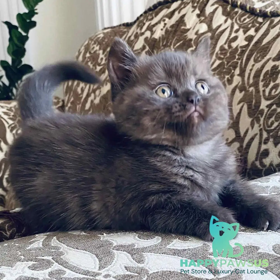 Jasmin British Shorthair female chocolate - live animals