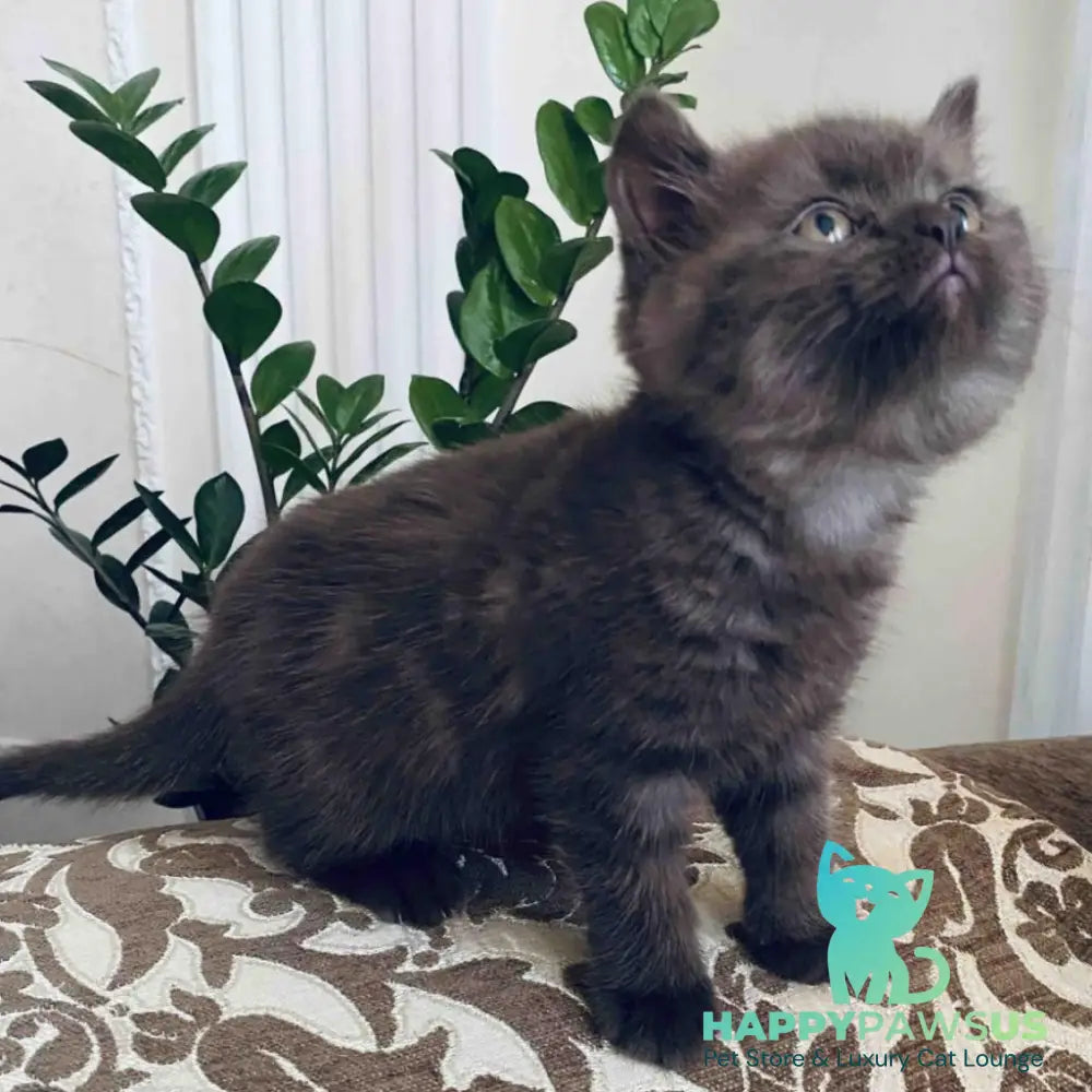 Jasmin British Shorthair female chocolate - live animals