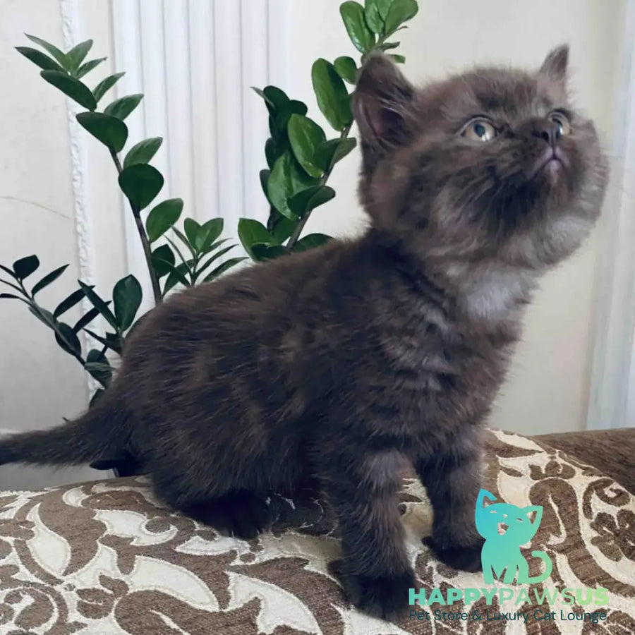 Jasmin British Shorthair female chocolate - live animals