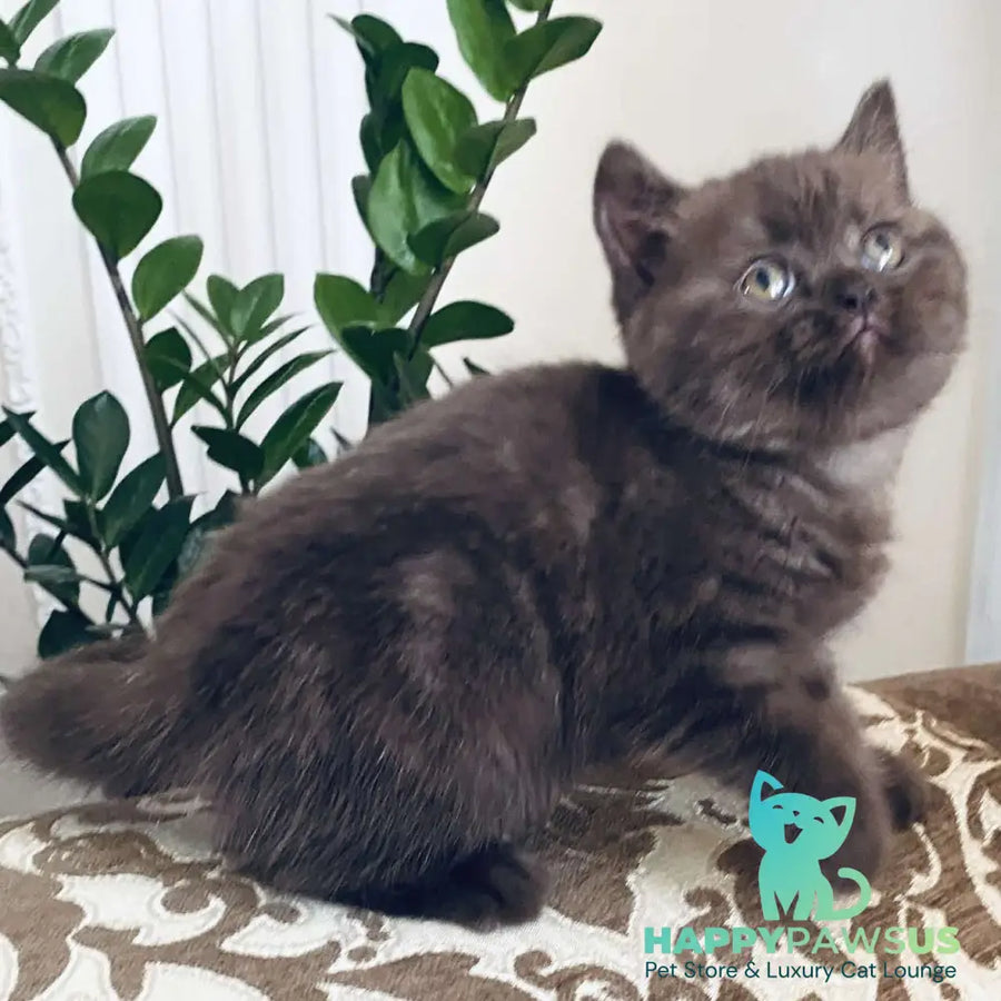 Jasmin British Shorthair female chocolate - live animals