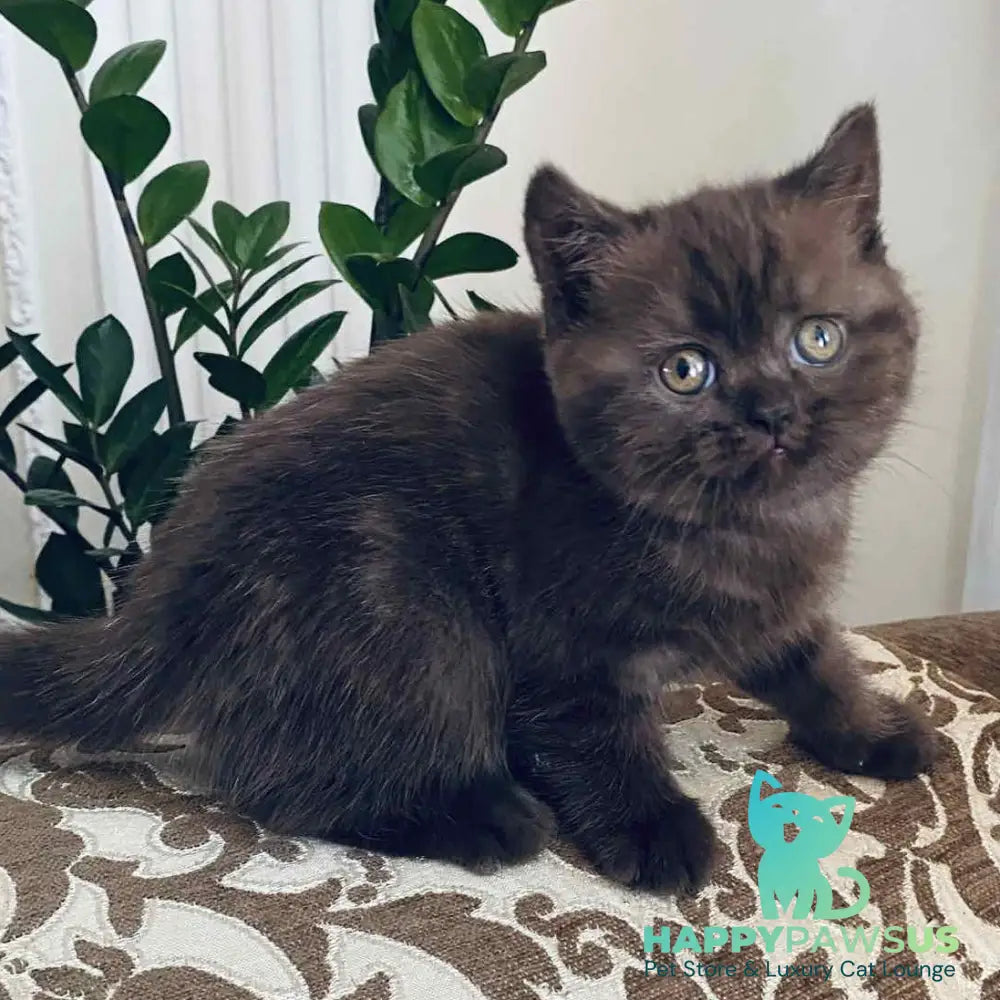 Jasmin British Shorthair female chocolate - live animals