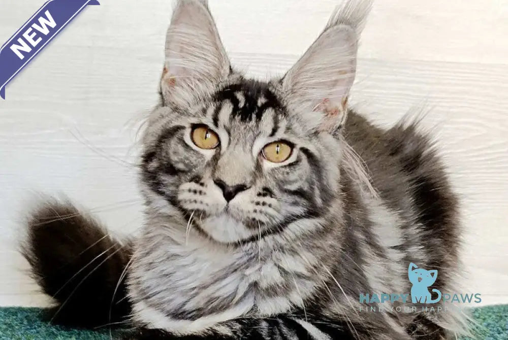 Jasmin Maine Coon female black silver tabby live animals
