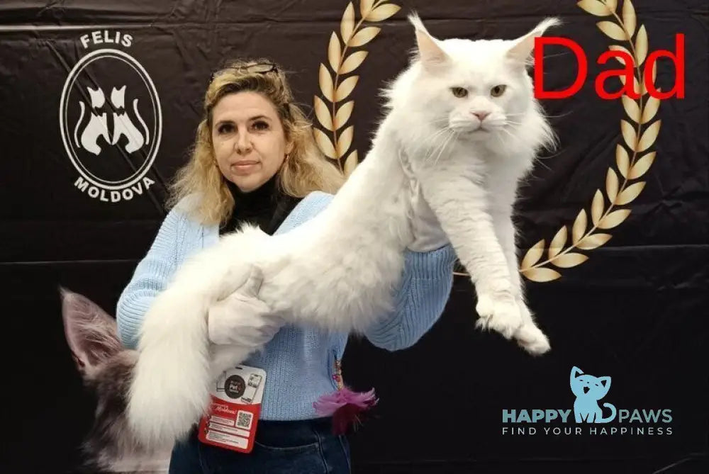 Jasmin Maine Coon female black silver tabby live animals