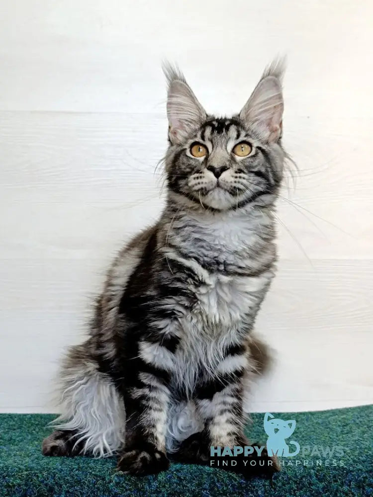 Jasmin Maine Coon female black silver tabby live animals