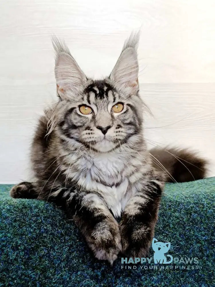 Jasmin Maine Coon female black silver tabby live animals
