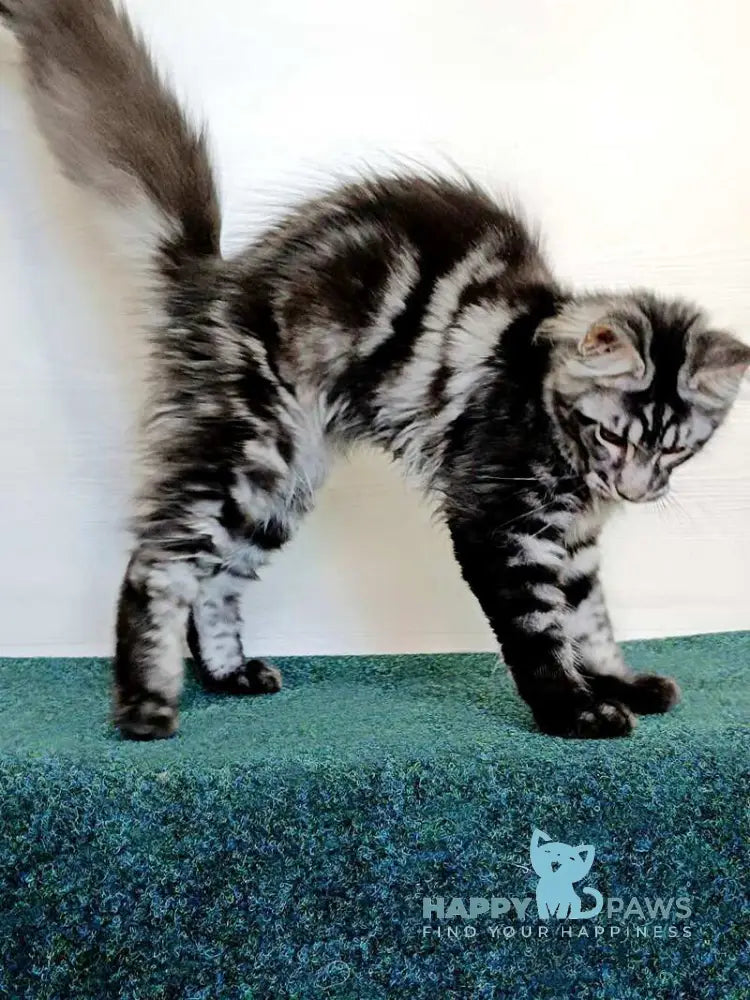 Jasmin Maine Coon female black silver tabby live animals