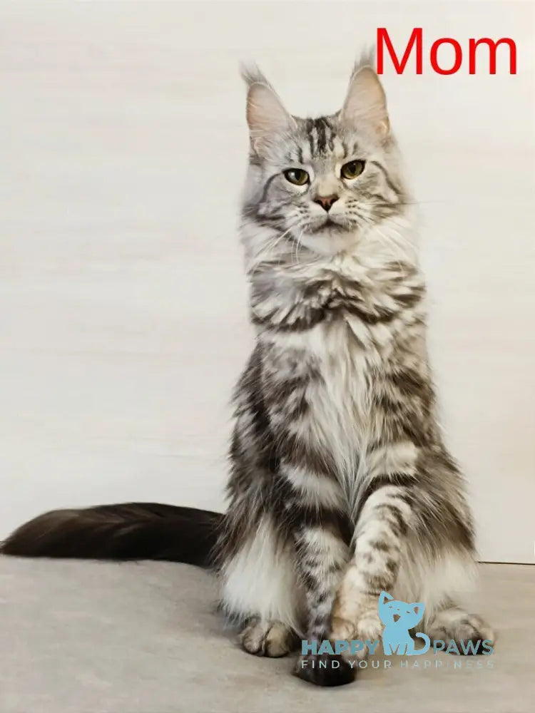 Jasmin Maine Coon female black silver tabby live animals