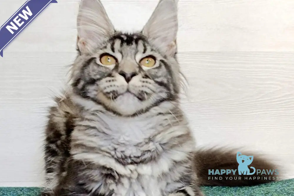 Jasmin Maine Coon female black silver tabby live animals