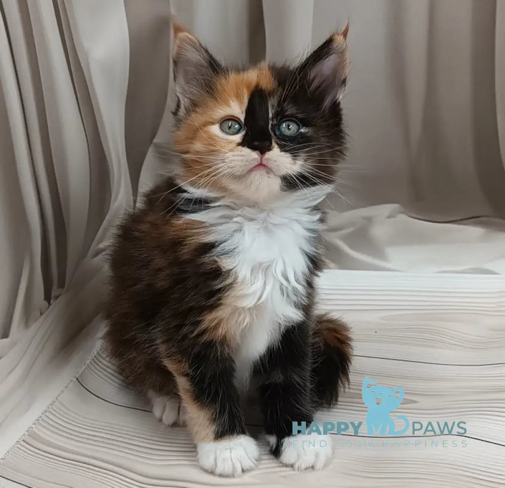 Jasmin Maine Coon female black tortie bicolour live animals