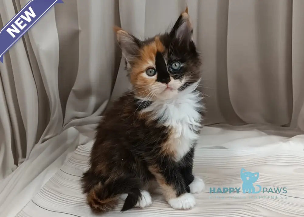 Jasmin Maine Coon female black tortie bicolour live animals