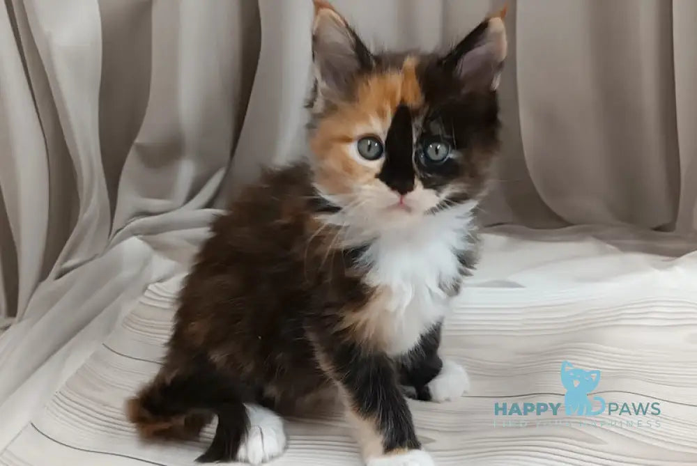Jasmin Maine Coon female black tortie bicolour live animals