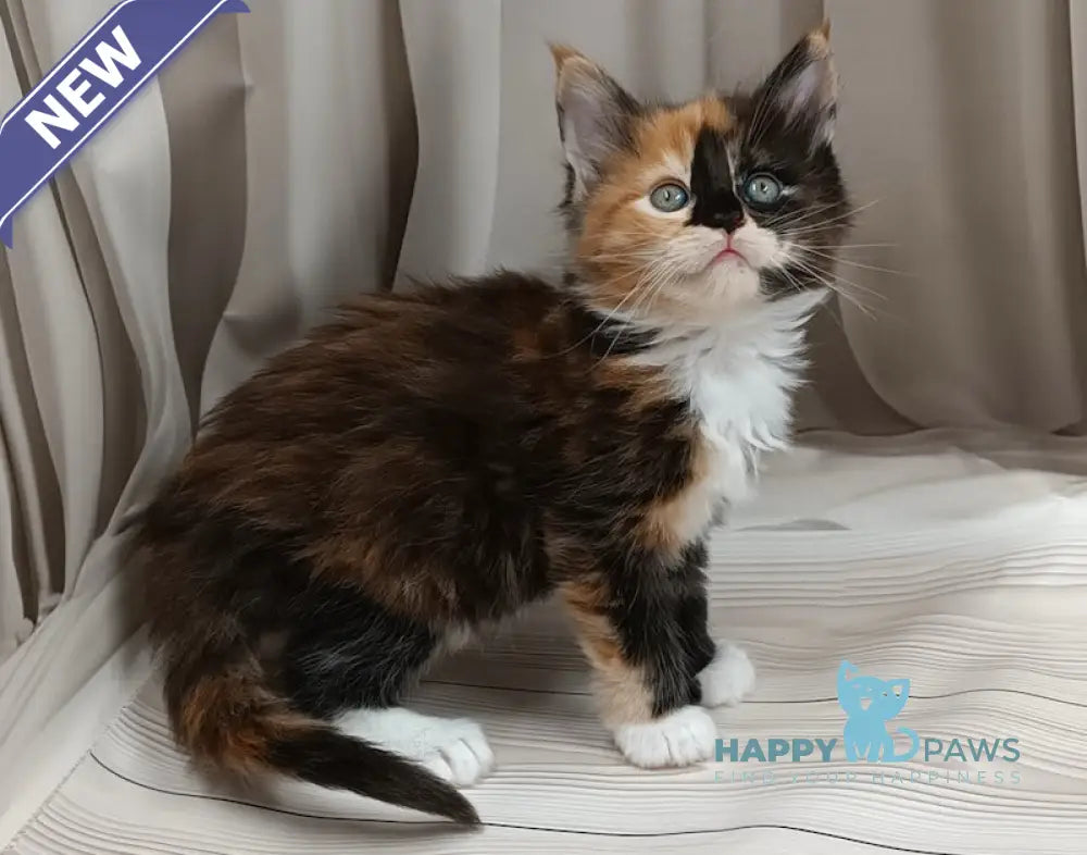 Jasmin Maine Coon female black tortie bicolour live animals