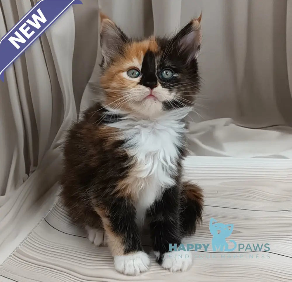 Jasmin Maine Coon female black tortie bicolour live animals
