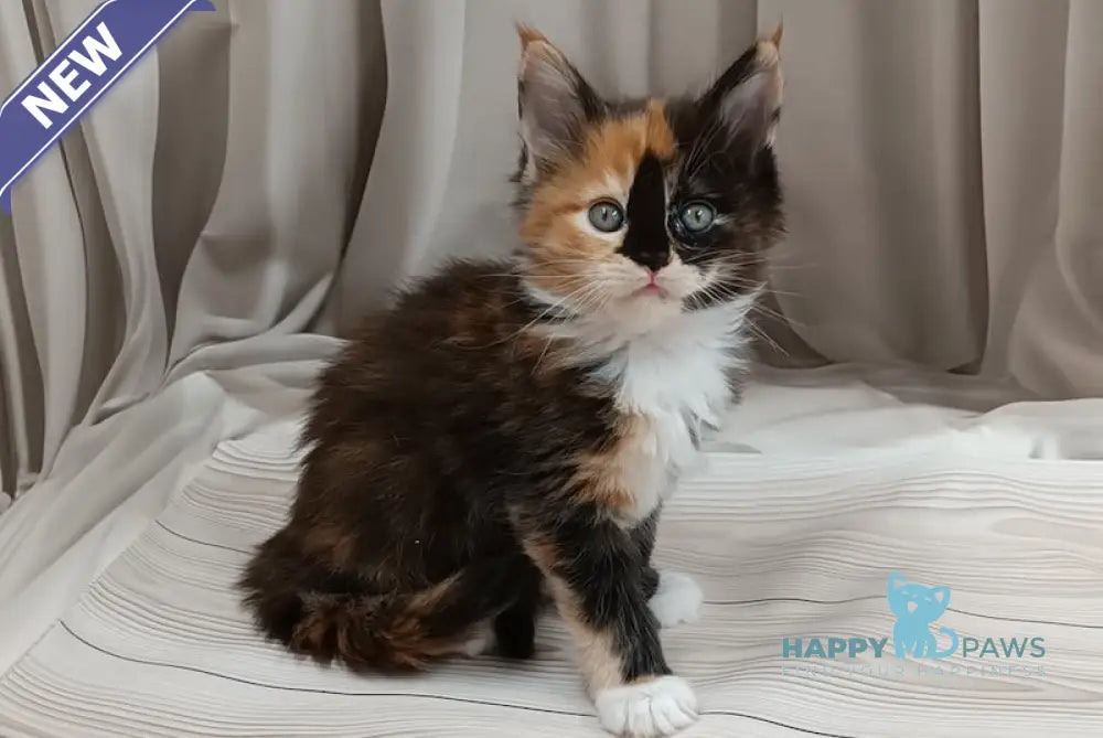 Jasmin Maine Coon female black tortie bicolour live animals