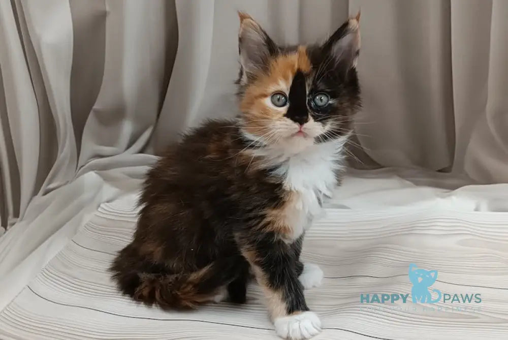 Jasmin Maine Coon female black tortie bicolour live animals