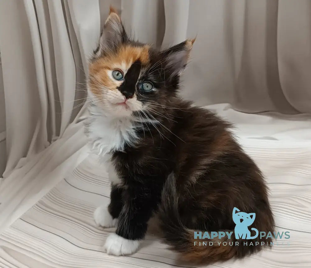 Jasmin Maine Coon female black tortie bicolour live animals