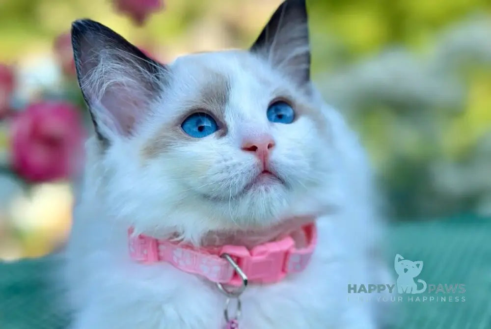 Jasmin Ragdoll female black bicolour live animals