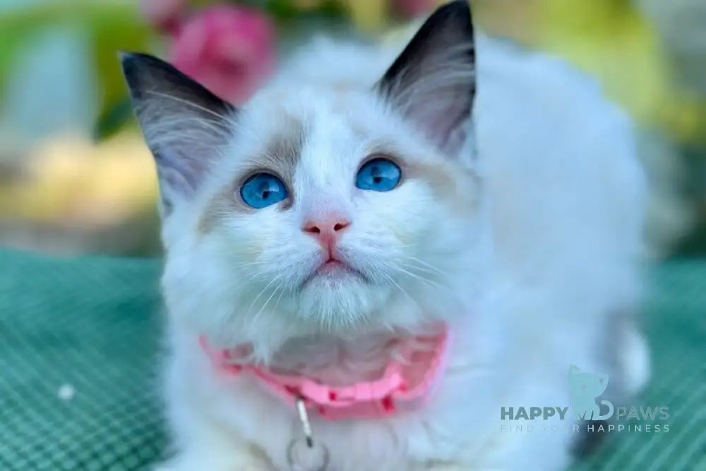 Jasmin Ragdoll female black bicolour live animals