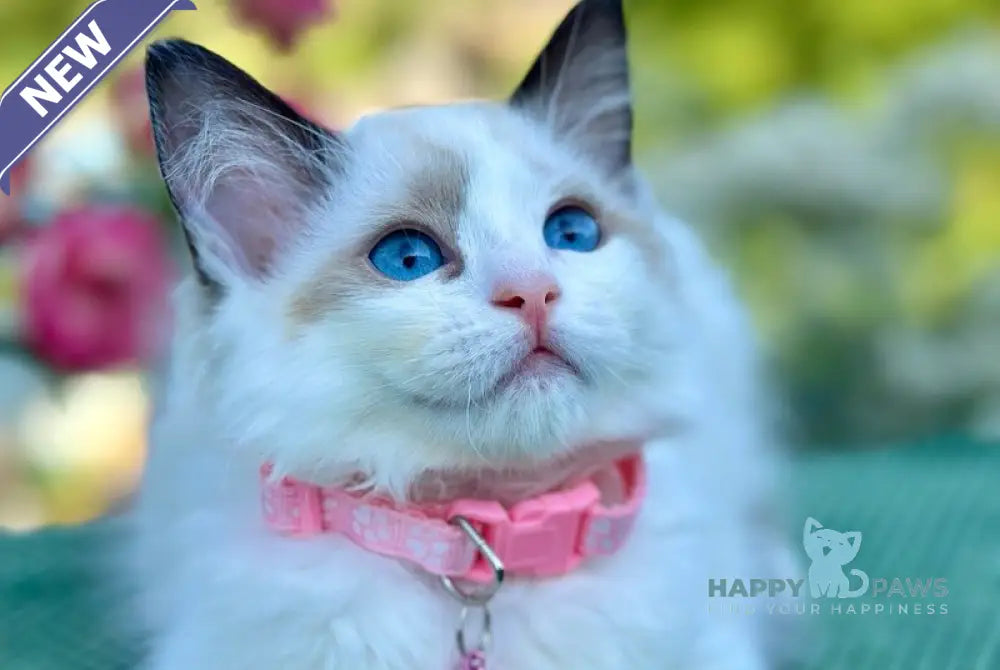Jasmin Ragdoll female black bicolour live animals