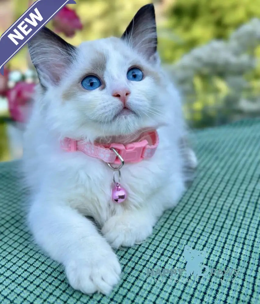 Jasmin Ragdoll female black bicolour live animals