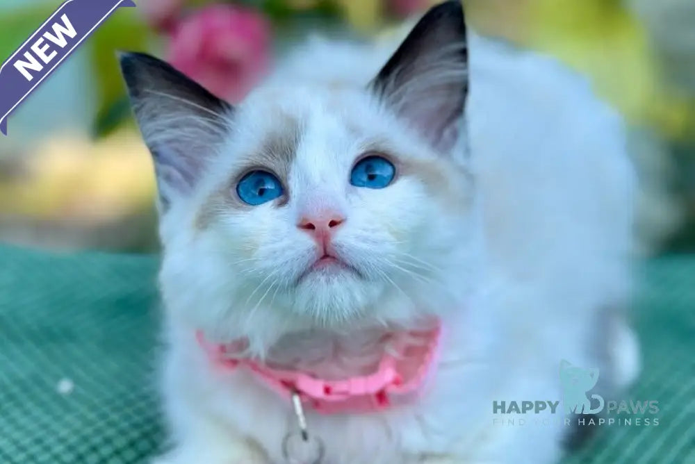 Jasmin Ragdoll female black bicolour live animals
