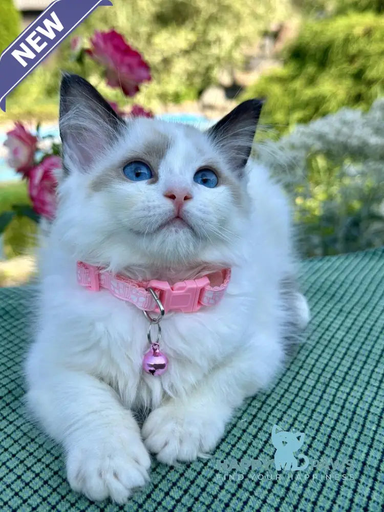 Jasmin Ragdoll female black bicolour live animals
