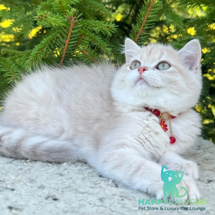 Jasmin Scottish Straight female lilac golden shaded - live animals