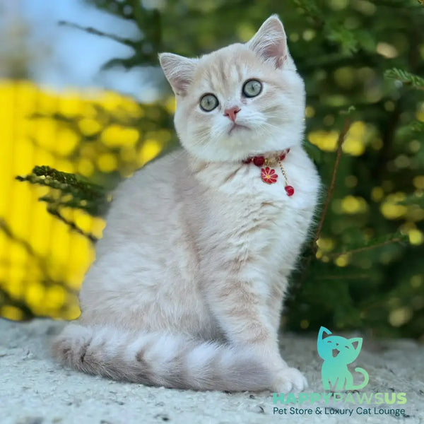 Jasmin Scottish Straight female lilac golden shaded - live animals