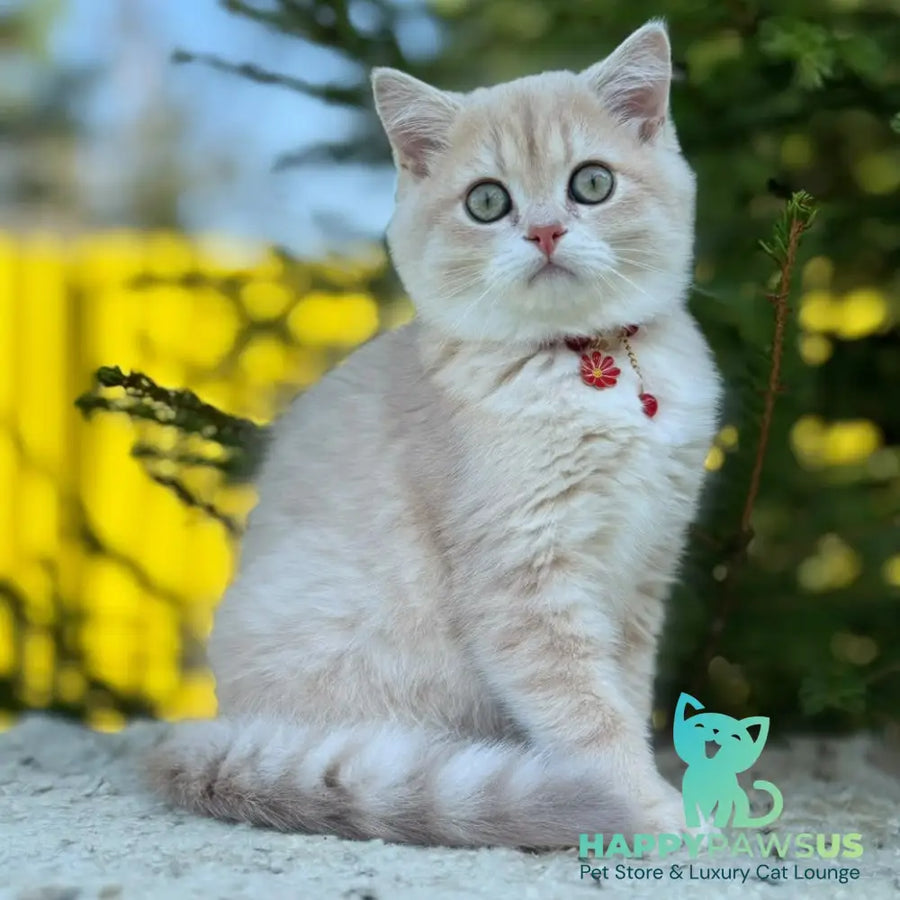 Jasmin Scottish Straight female lilac golden shaded - live animals