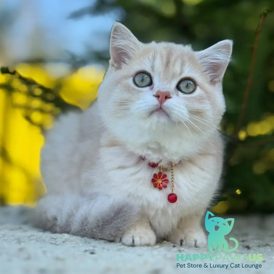 Jasmin Scottish Straight female lilac golden shaded - live animals