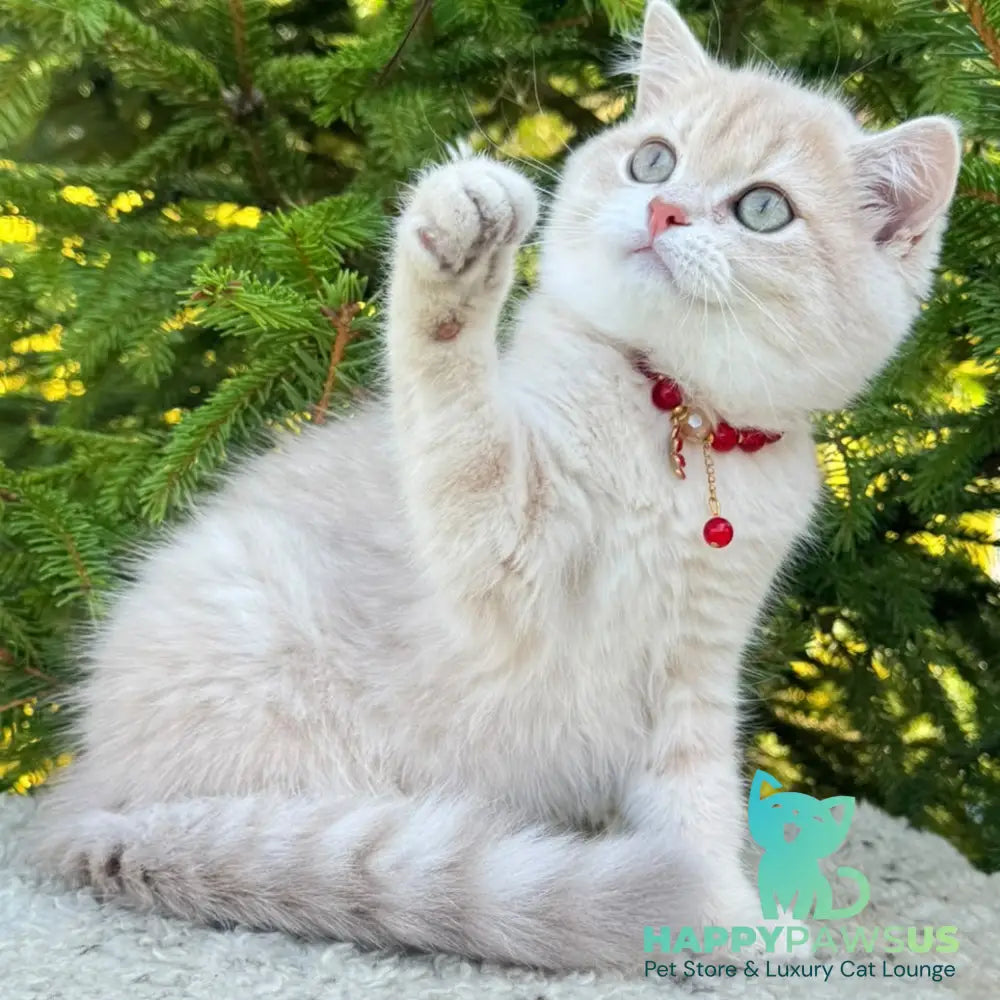 Jasmin Scottish Straight female lilac golden shaded - live animals