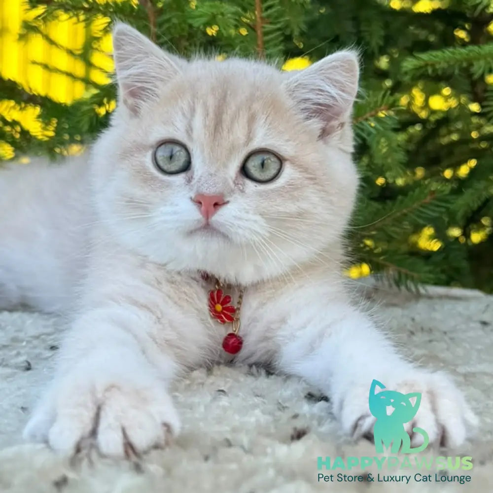Jasmin Scottish Straight female lilac golden shaded - live animals