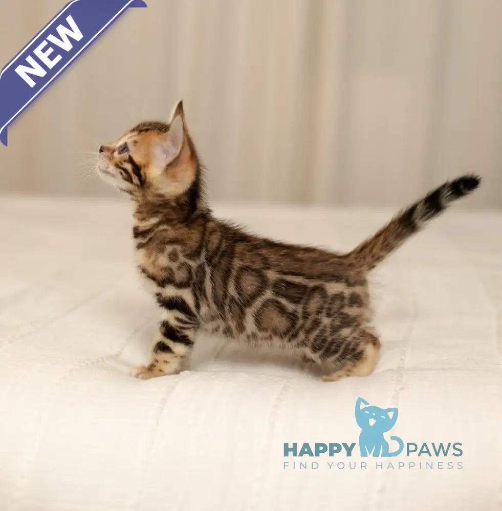 Jasmine Bengal female black spotted tabby live animals
