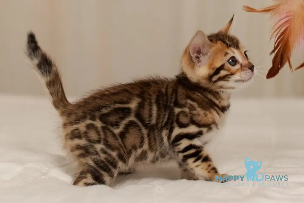 Jasmine Bengal female black spotted tabby live animals