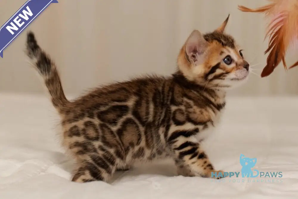 Jasmine Bengal female black spotted tabby live animals